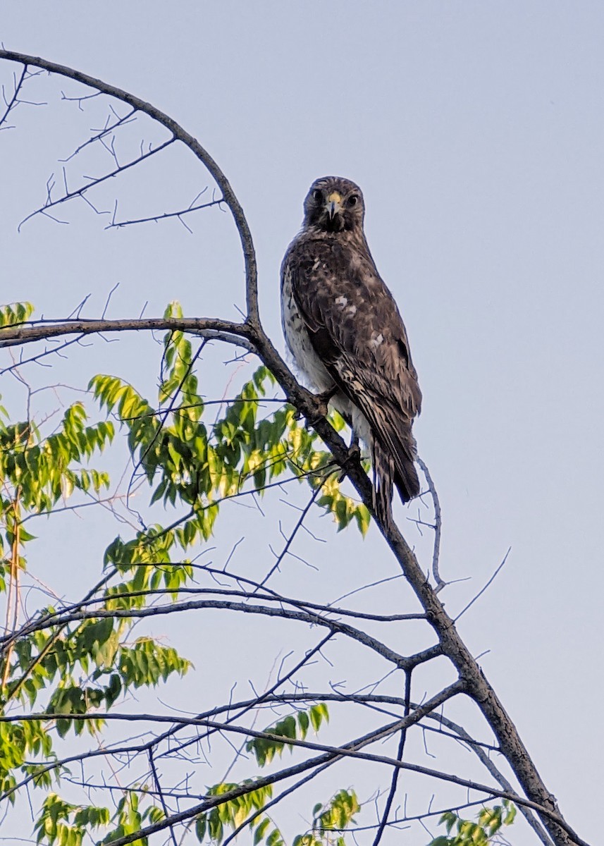 Rotschulterbussard - ML560540701