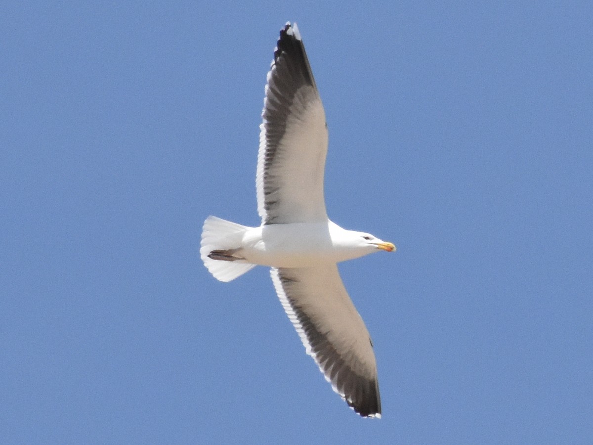 Great Black-backed Gull - Brian Hess