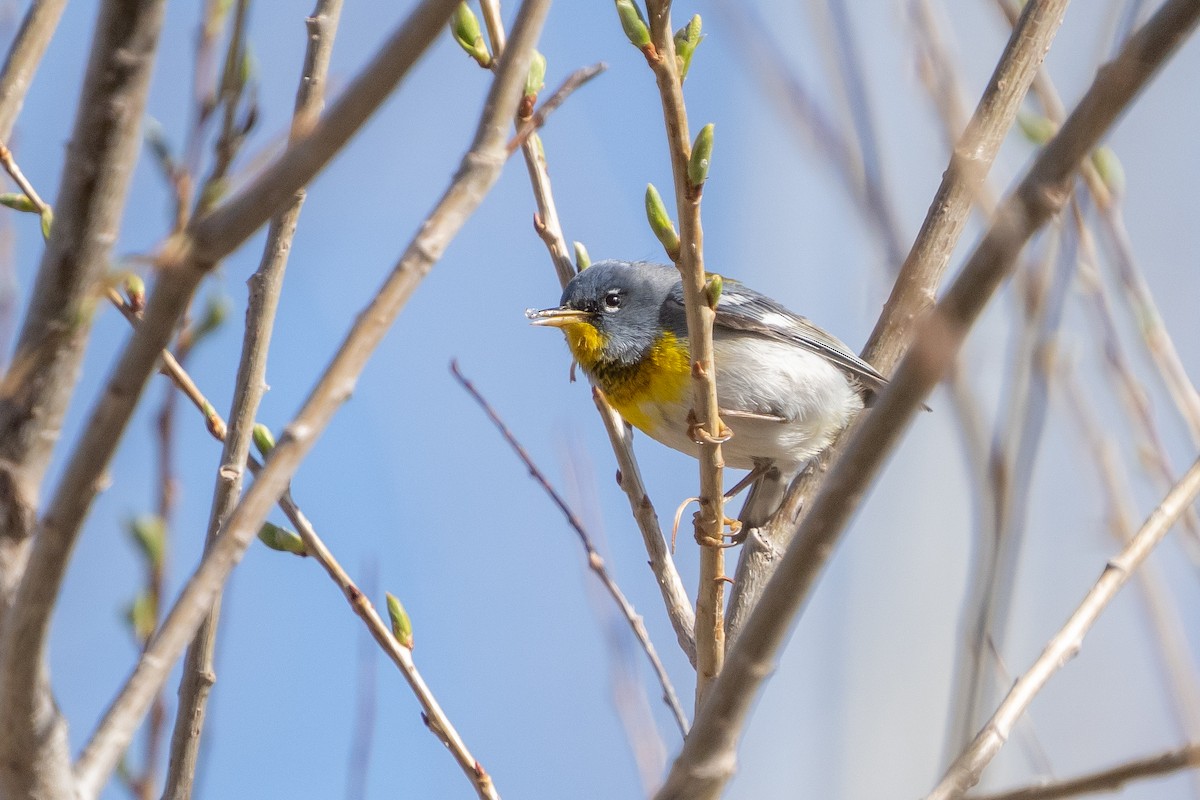 Parula Norteña - ML560541841