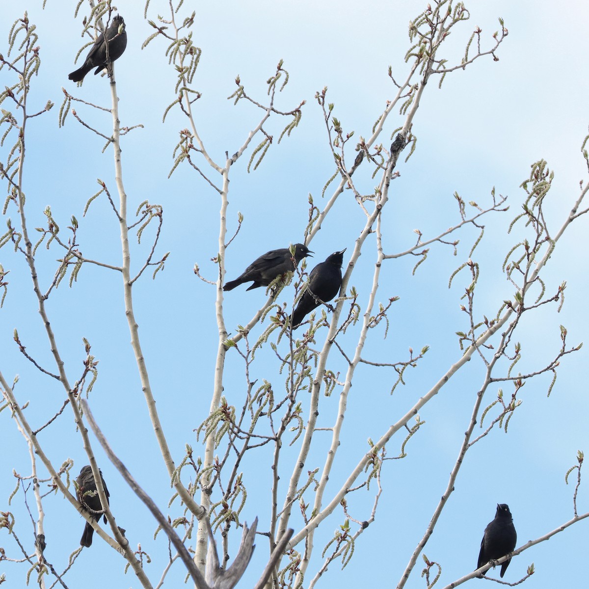 Rusty Blackbird - ML560541891