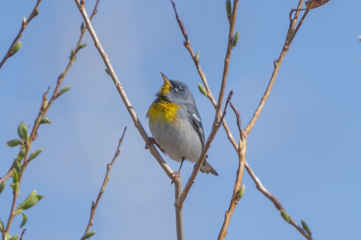 Parula Norteña - ML560542031