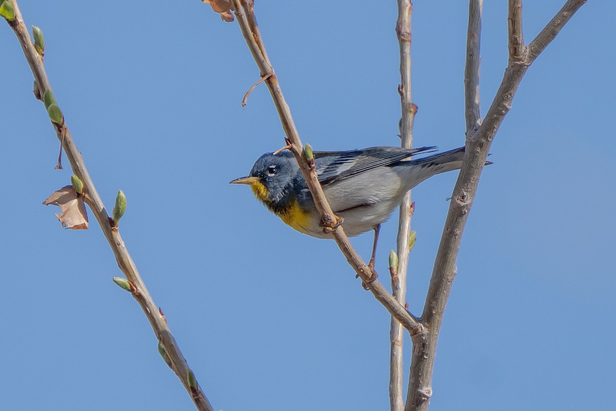 Parula Norteña - ML560542151