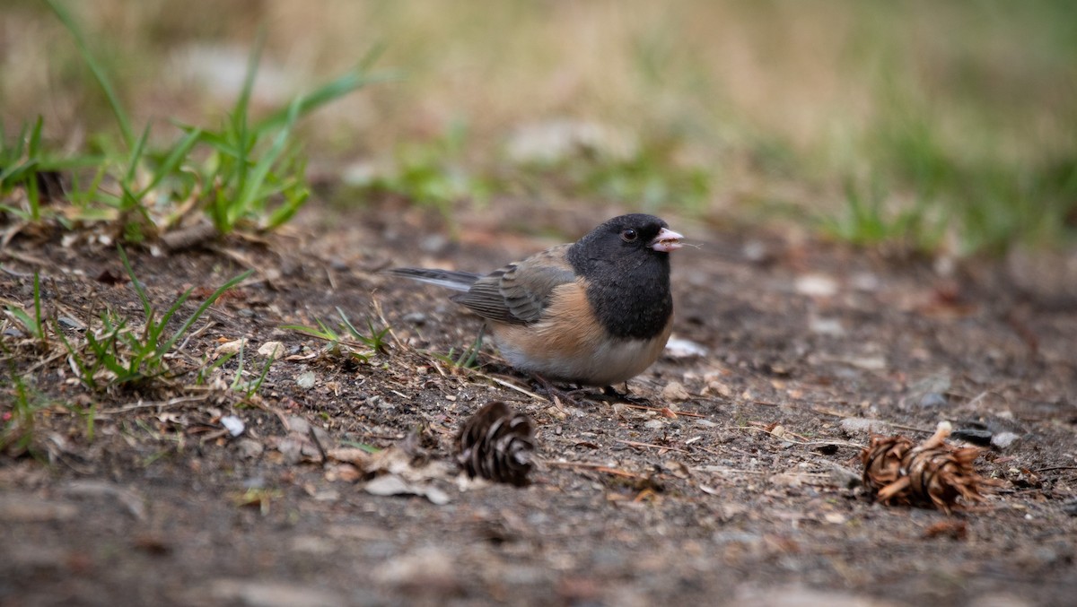 Dark-eyed Junco - ML560542181