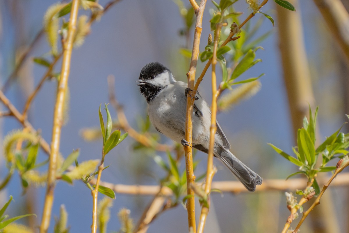 Black-capped Chickadee - ML560542221