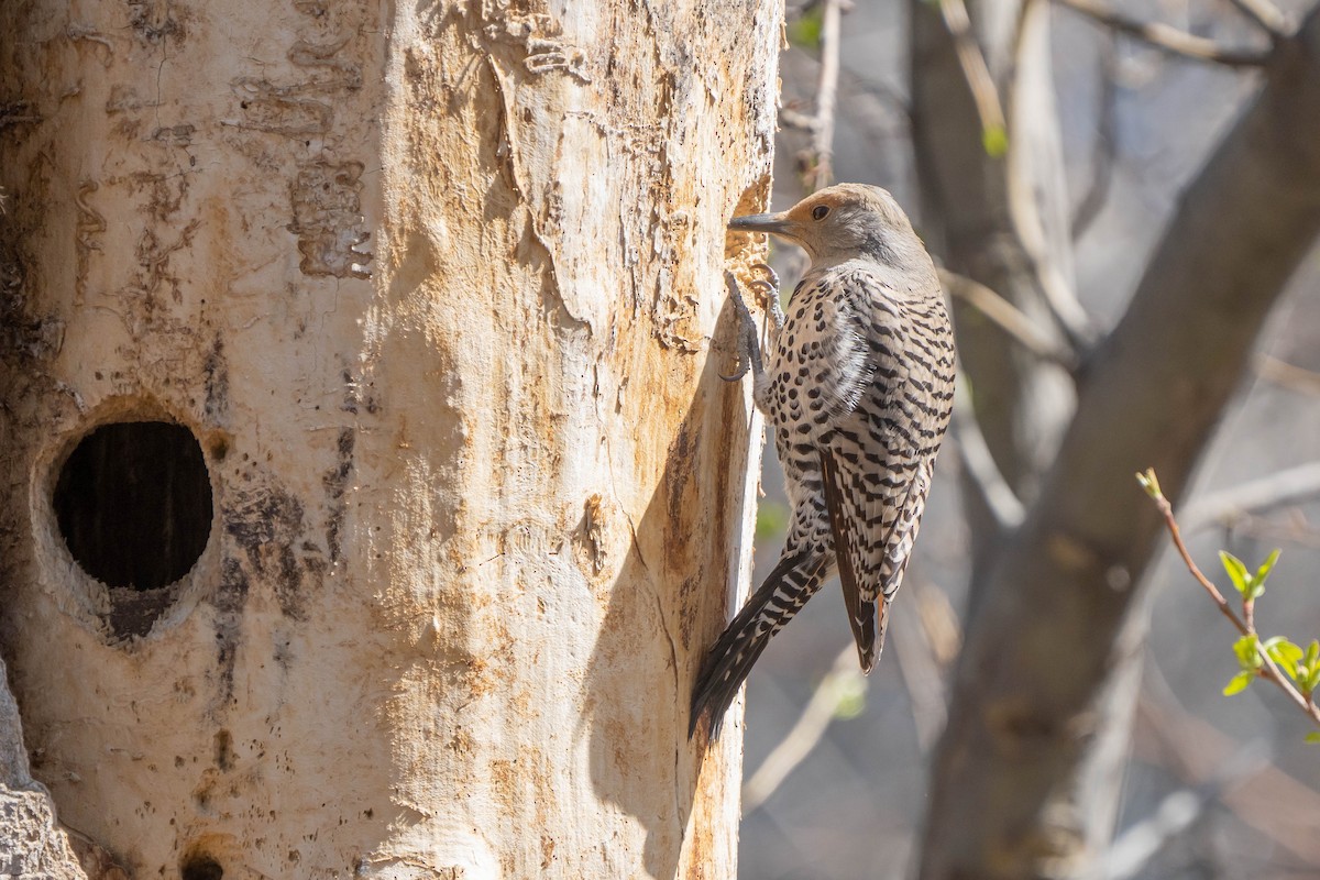 Northern Flicker - Robert Raker