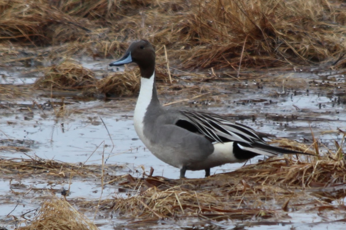 Northern Pintail - ML56054311