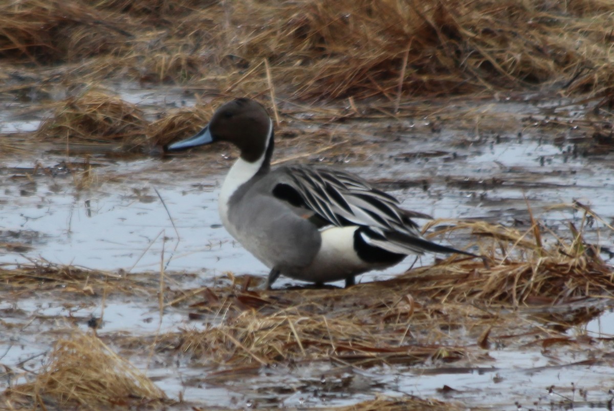 Northern Pintail - ML56054321