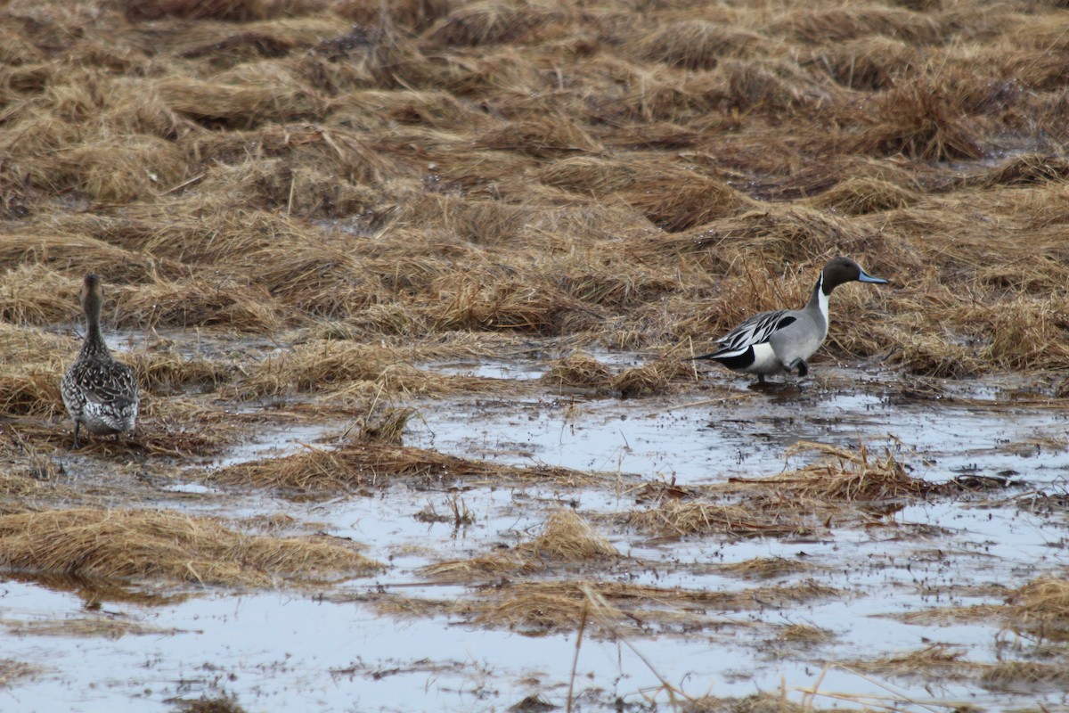 オナガガモ - ML56054481