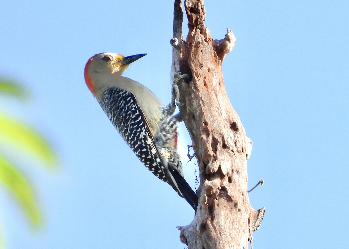 Yucatan Woodpecker - Pat Hare