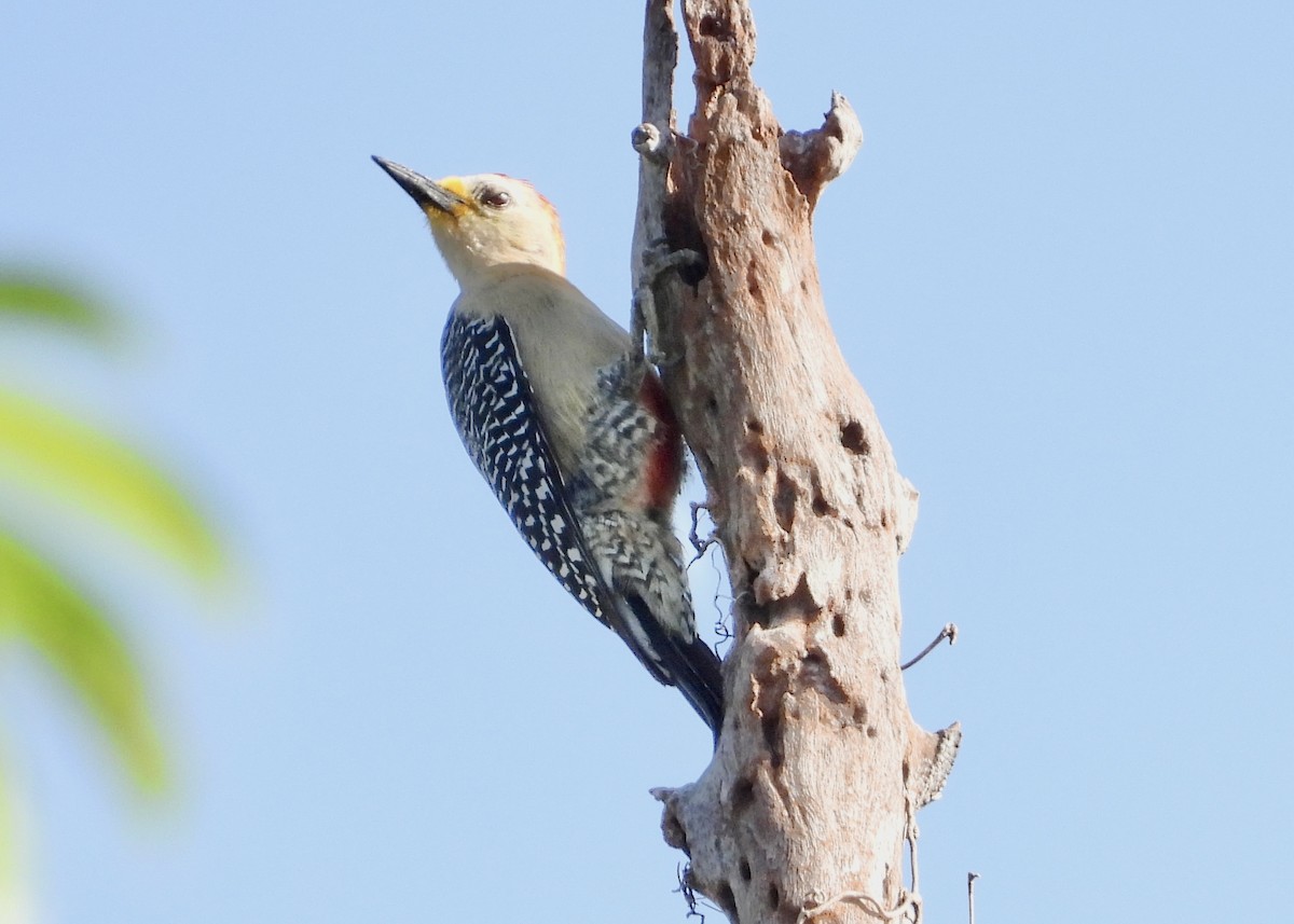 Yucatan Woodpecker - Pat Hare