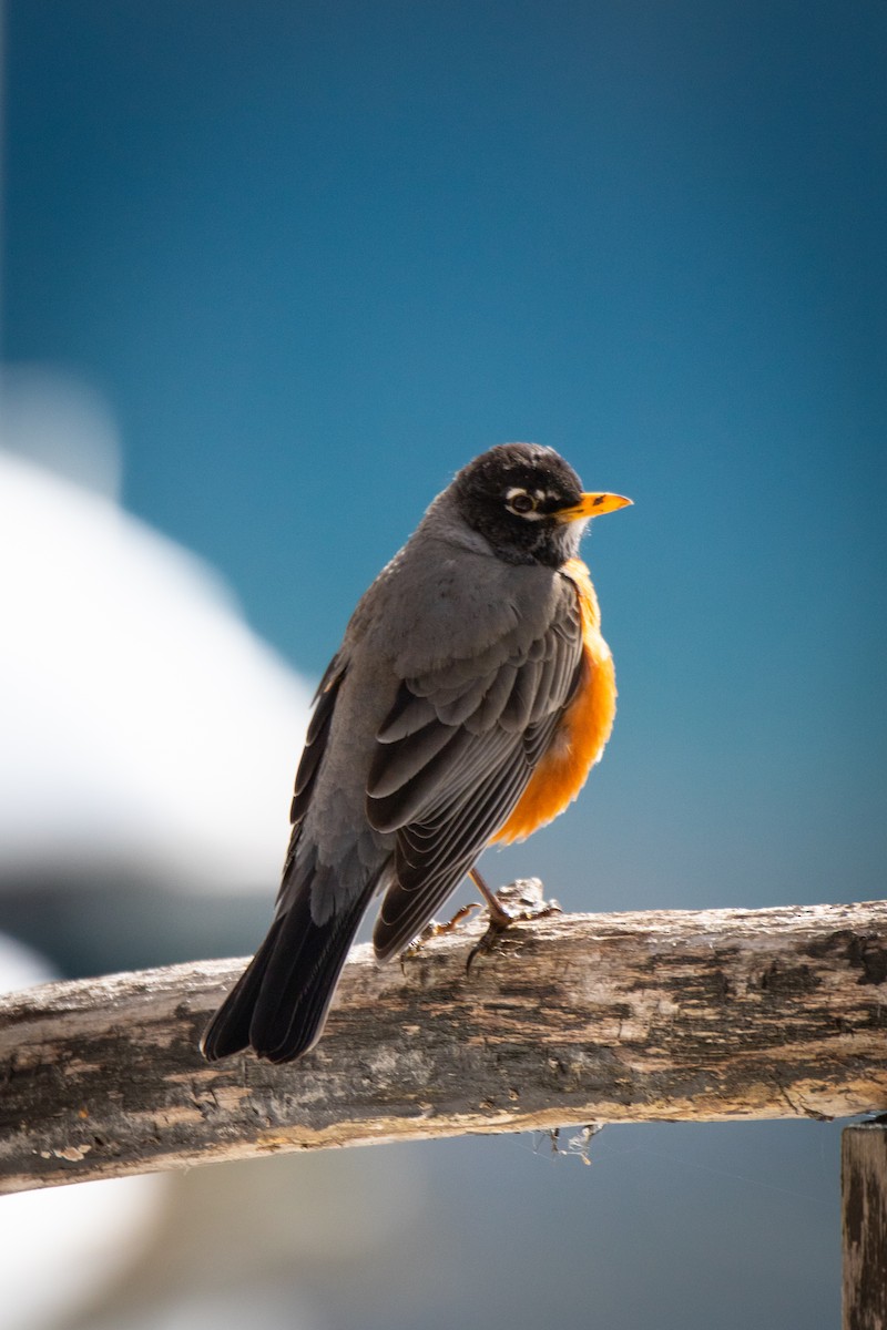 American Robin - ML560547071