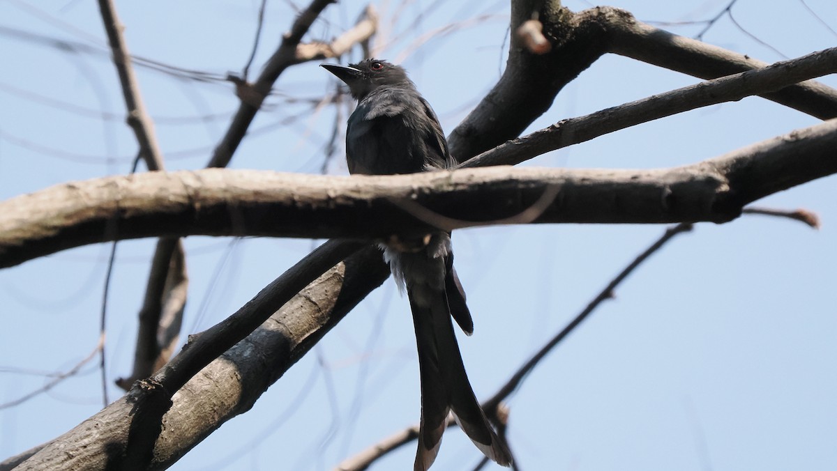 Hair-crested Drongo (Hair-crested) - ML560547111
