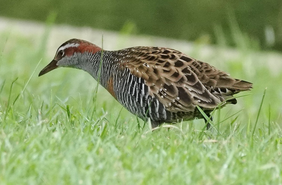 Buff-banded Rail - ML560547201