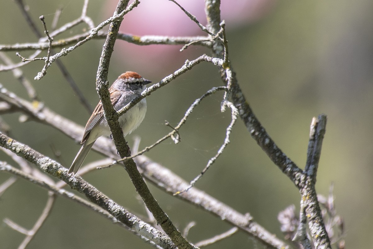 Chipping Sparrow - ML560548411