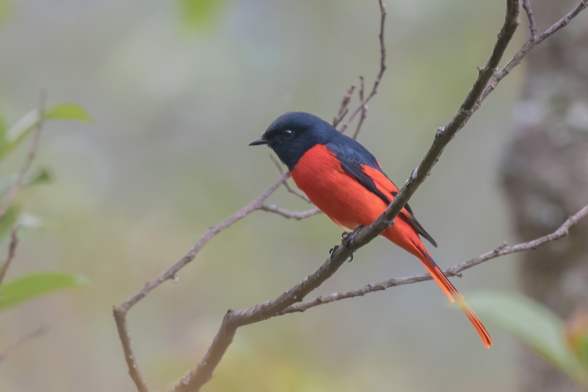 Long-tailed Minivet - Rajkumar Das