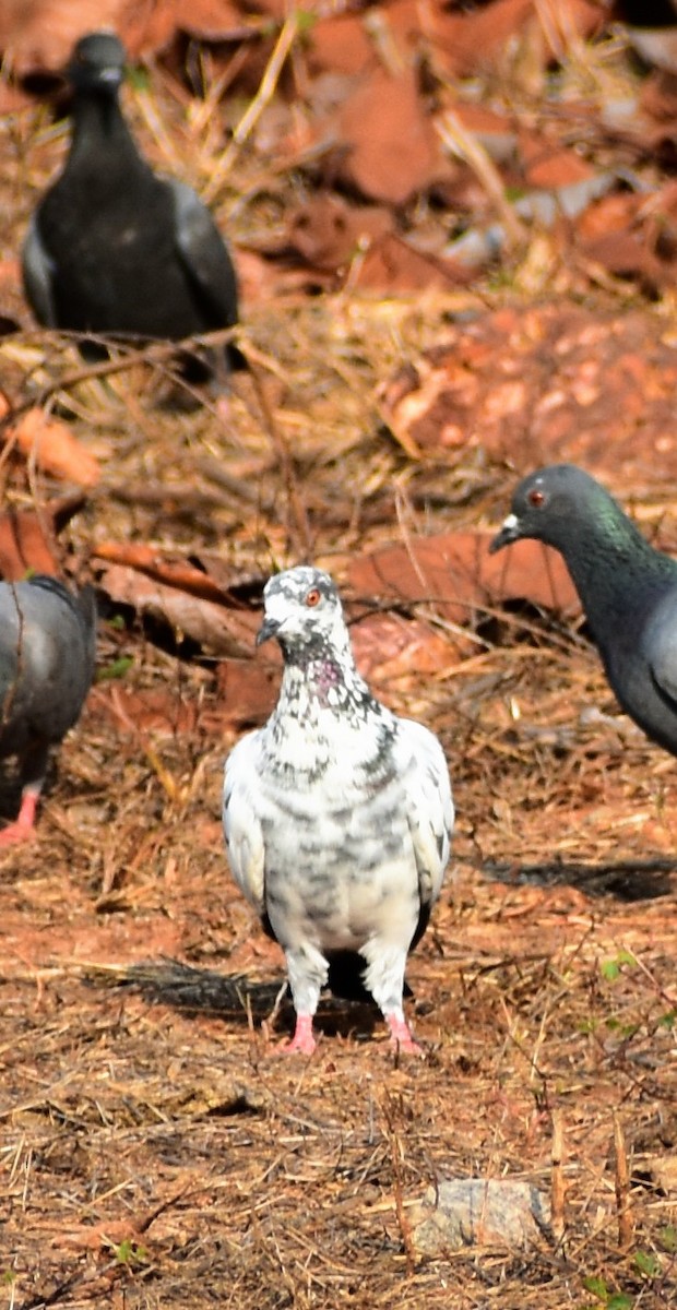 Rock Pigeon (Feral Pigeon) - Sujith Raj Salian