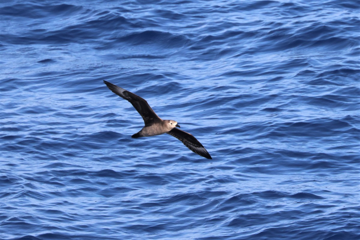 Kermadec Petrel - Russ Namitz