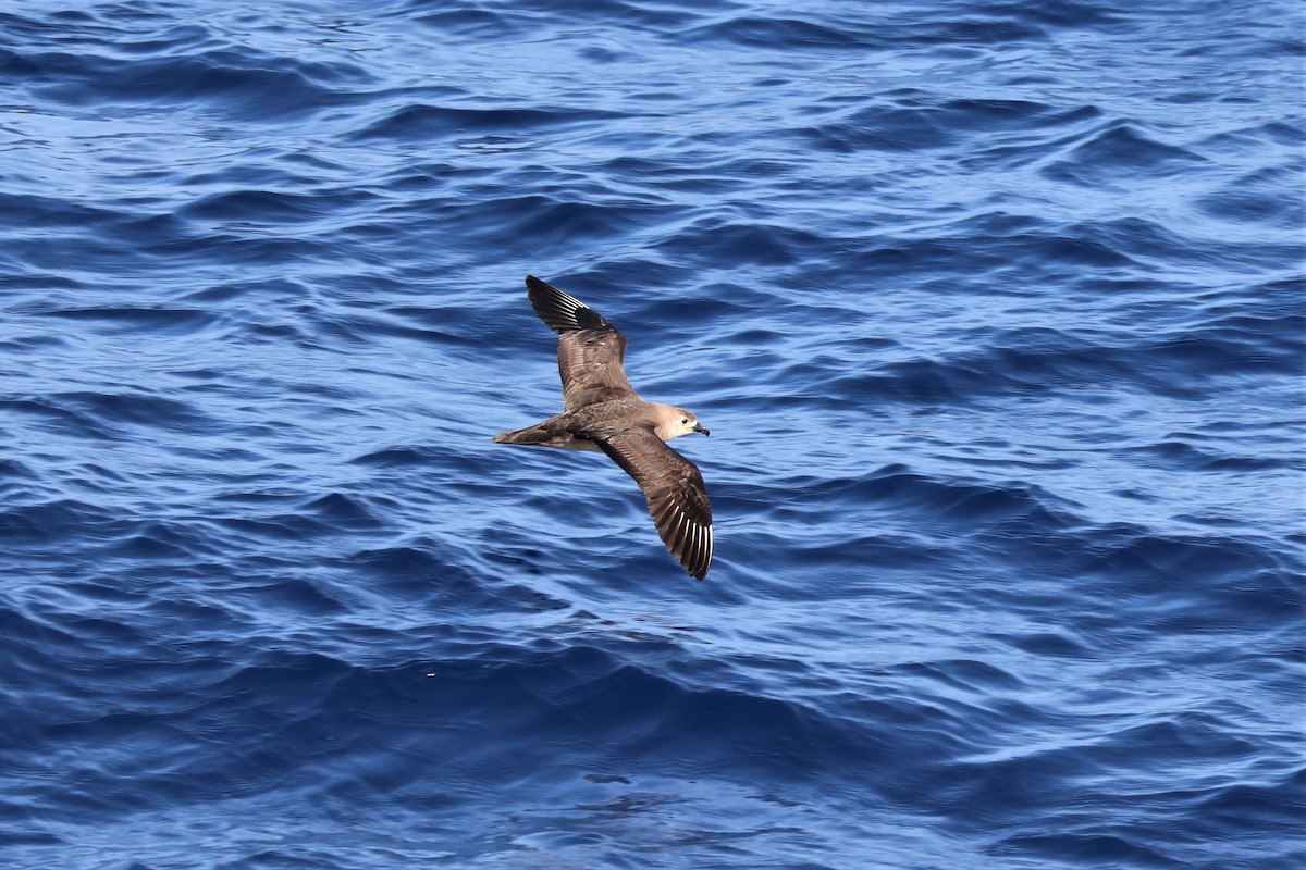 Kermadec Petrel - Russ Namitz