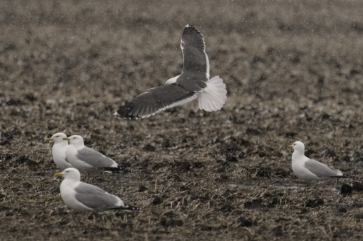 Lesser Black-backed Gull - ML560552291