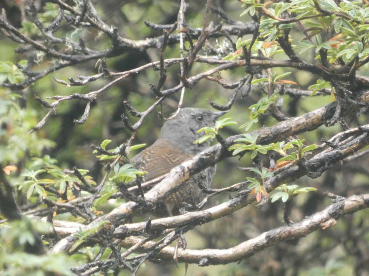 Puna Tapaculo - ML560552501