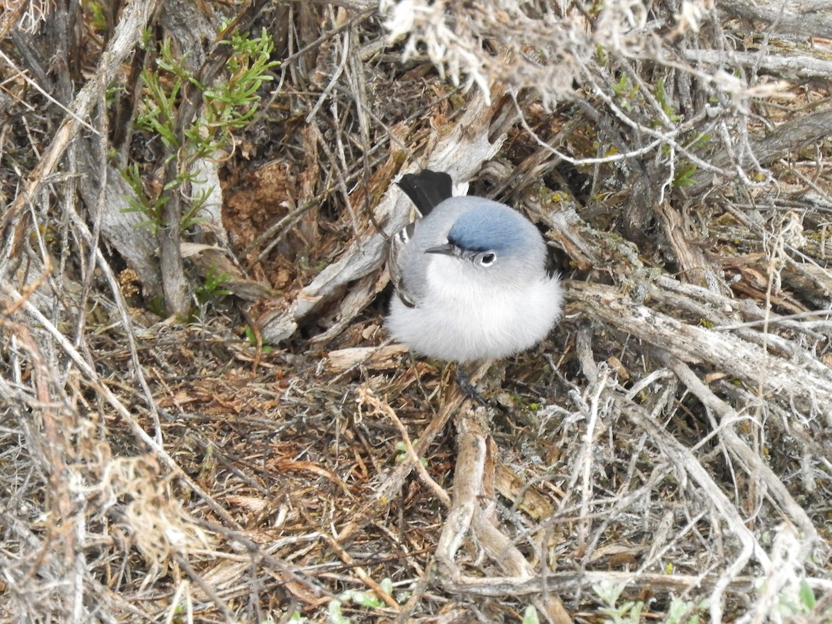 Gobemoucheron gris-bleu - ML560552721