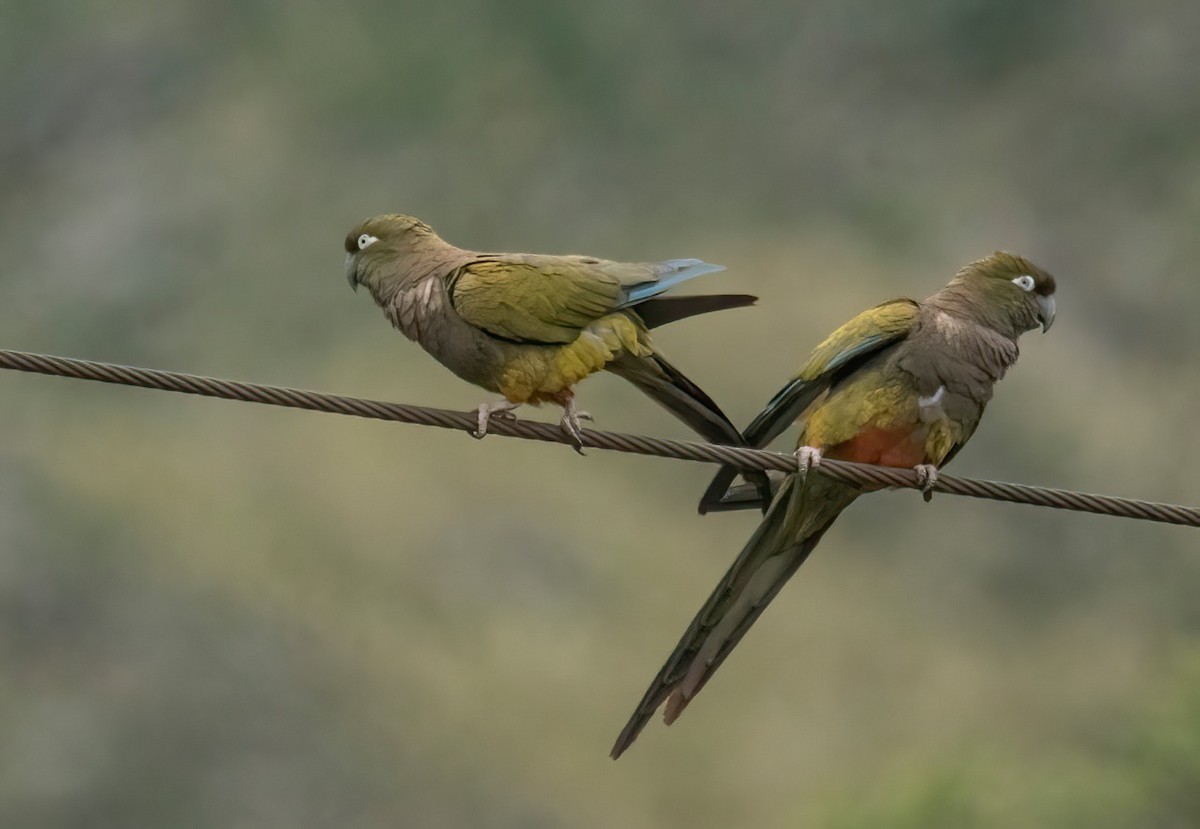 Burrowing Parakeet - ML560553401