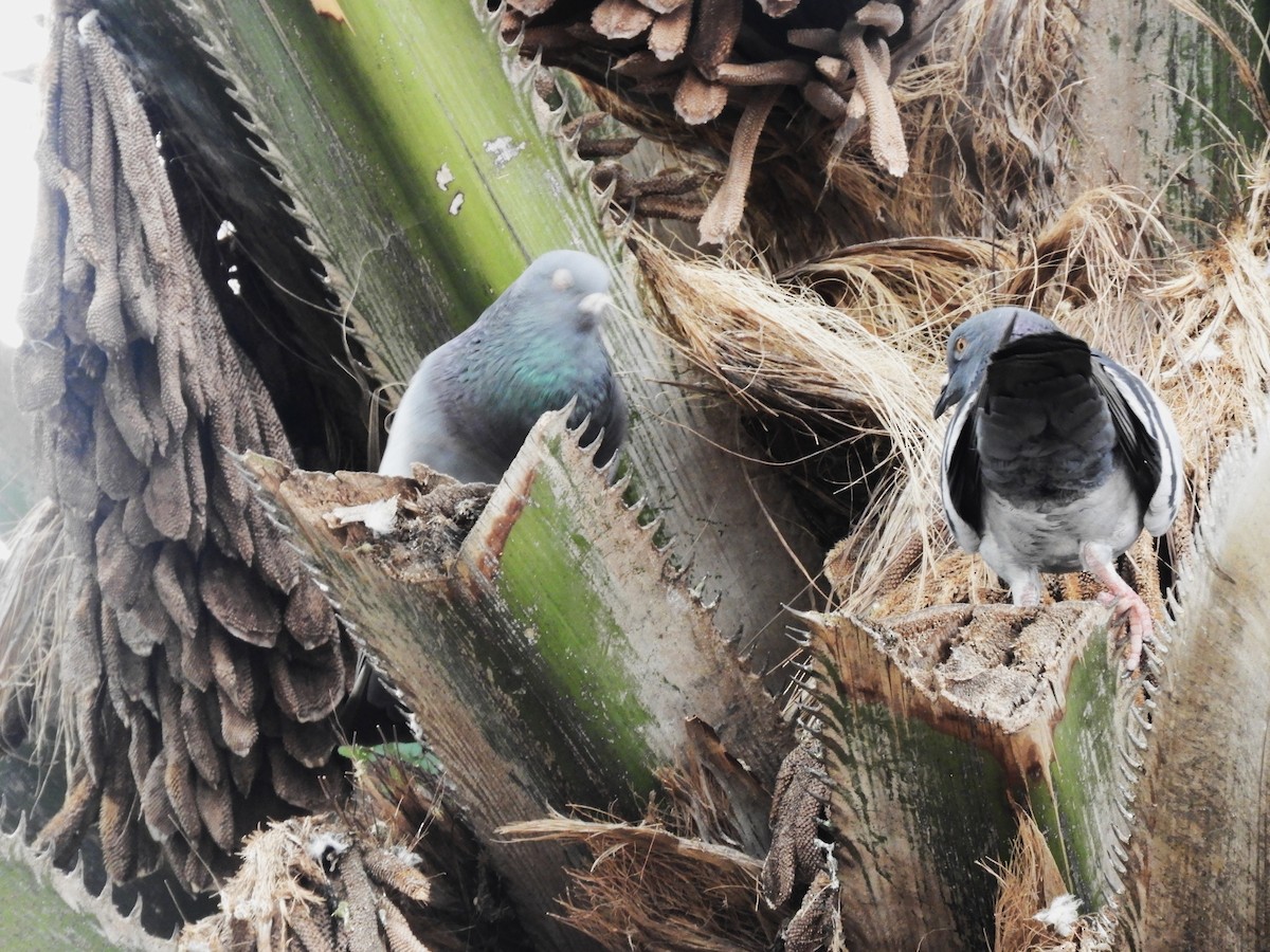 Rock Pigeon (Feral Pigeon) - ML560553741