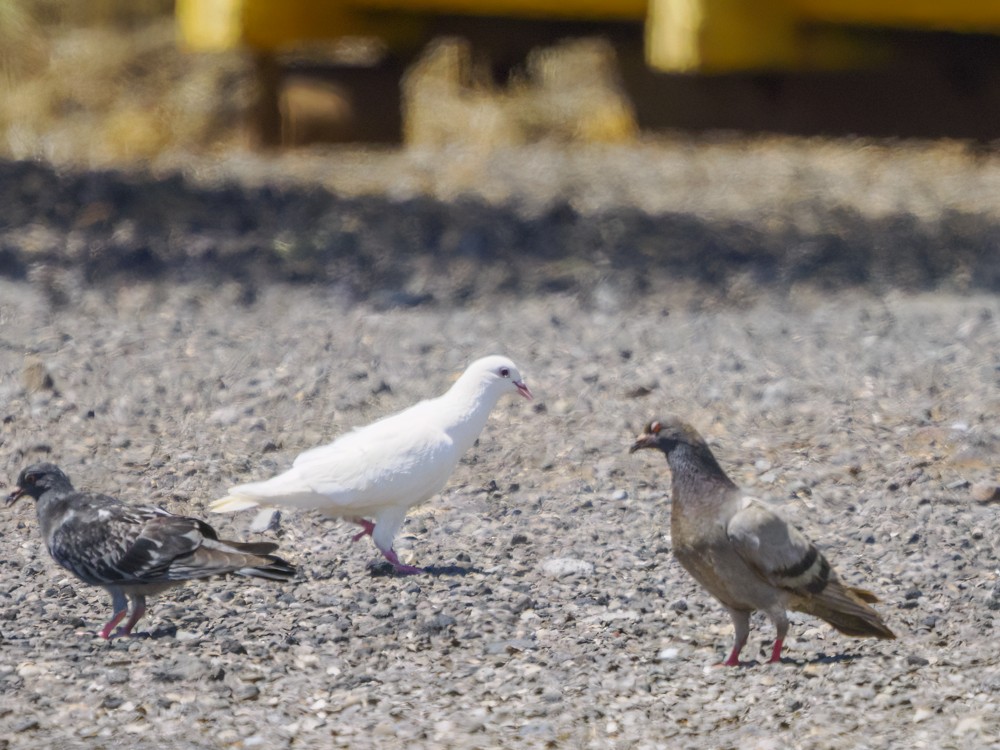 Rock Pigeon (Feral Pigeon) - ML560554311