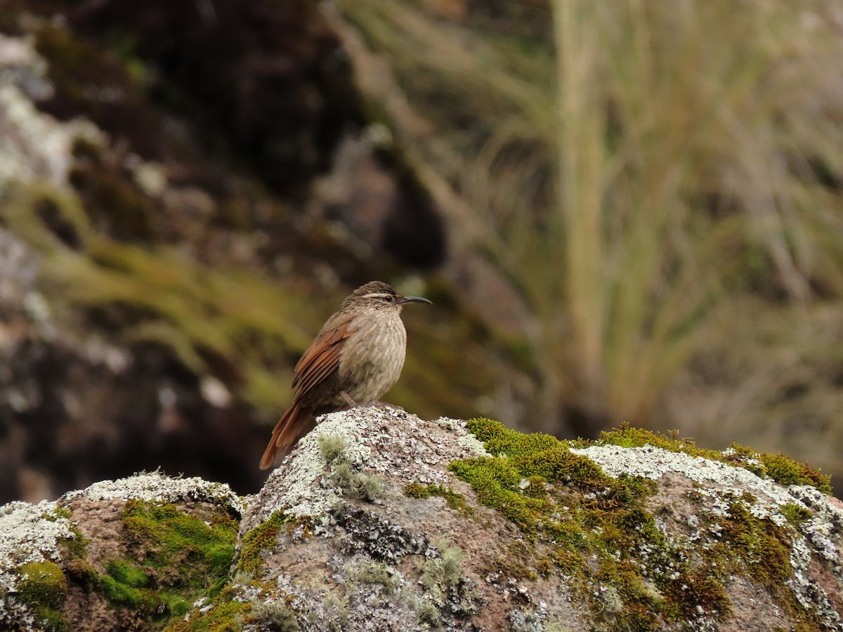 Striated Earthcreeper - ML560556361