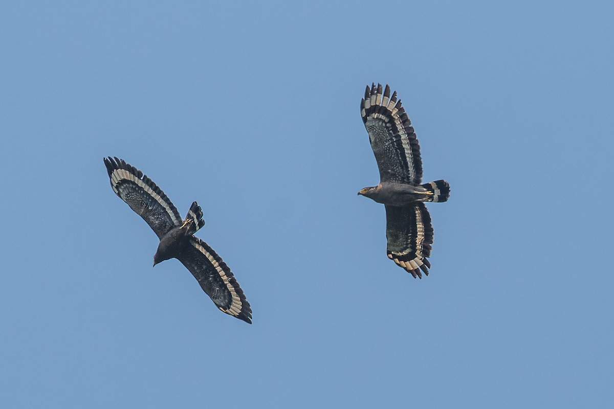 Crested Serpent-Eagle (Crested) - ML560556401