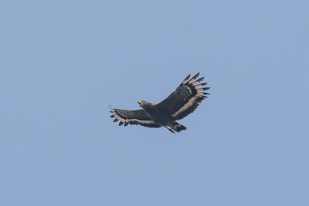 Crested Serpent-Eagle (Crested) - ML560556411