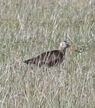 Hudsonian Godwit - ML560556691