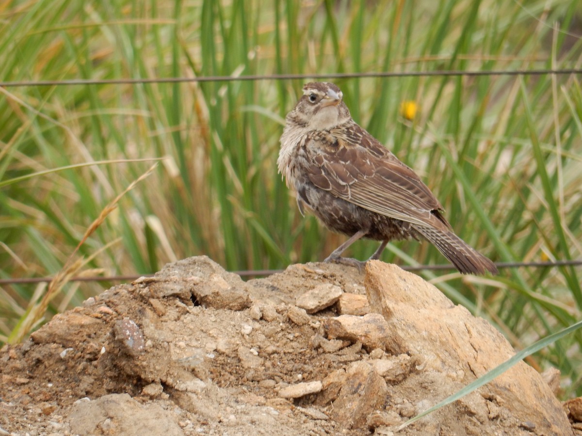 Long-tailed Meadowlark - ML560556711