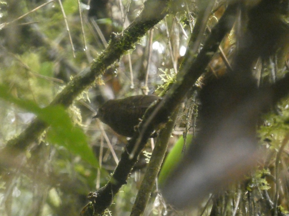 Trilling Tapaculo - ML560559231