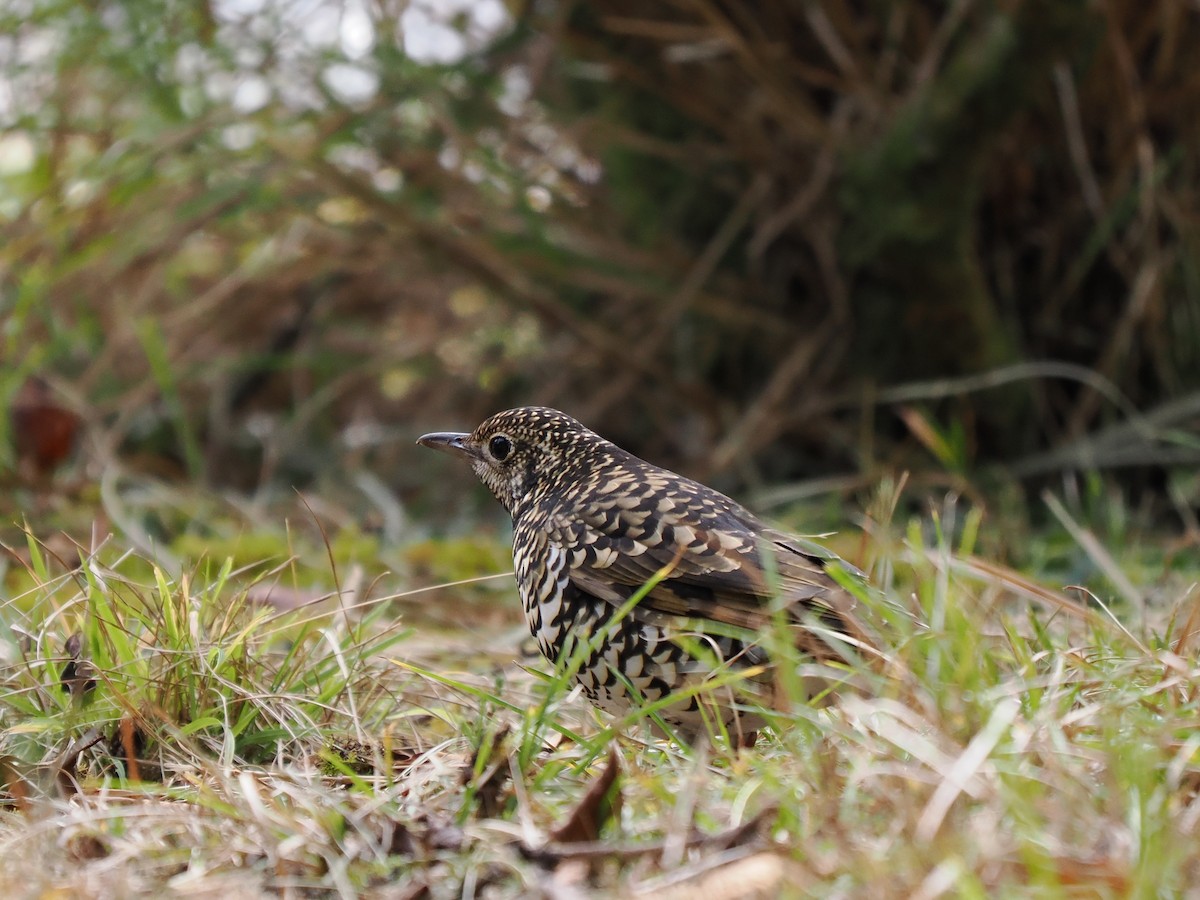 White's Thrush - ML560559581