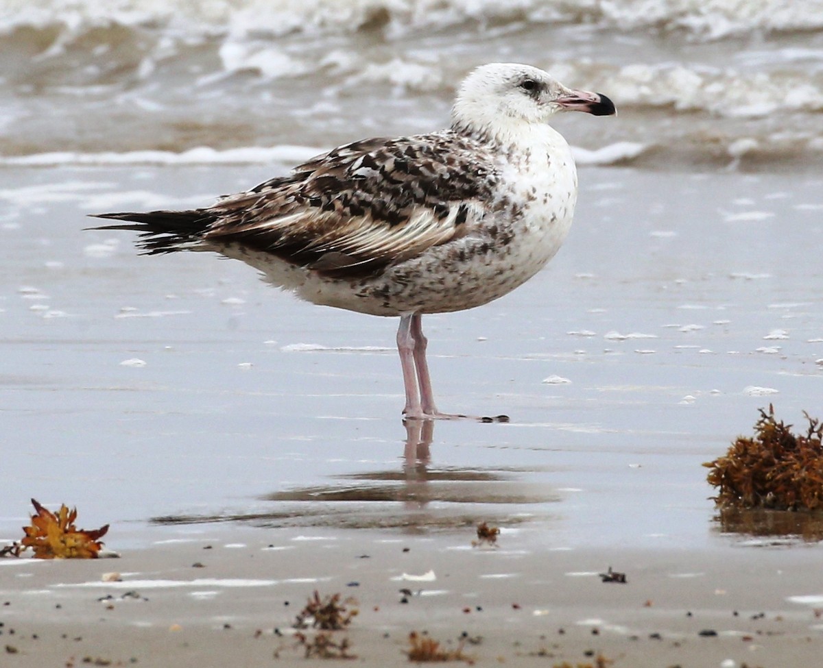 Great Black-backed Gull - Dennis Cooke