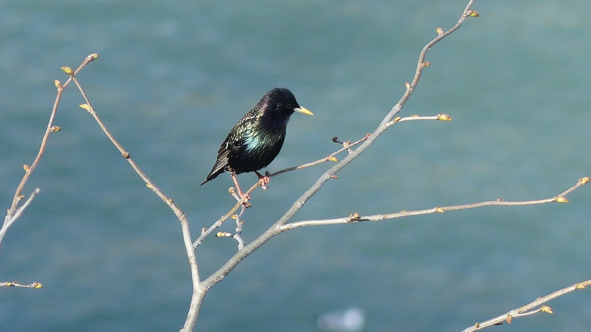 European Starling - Matt Cohen