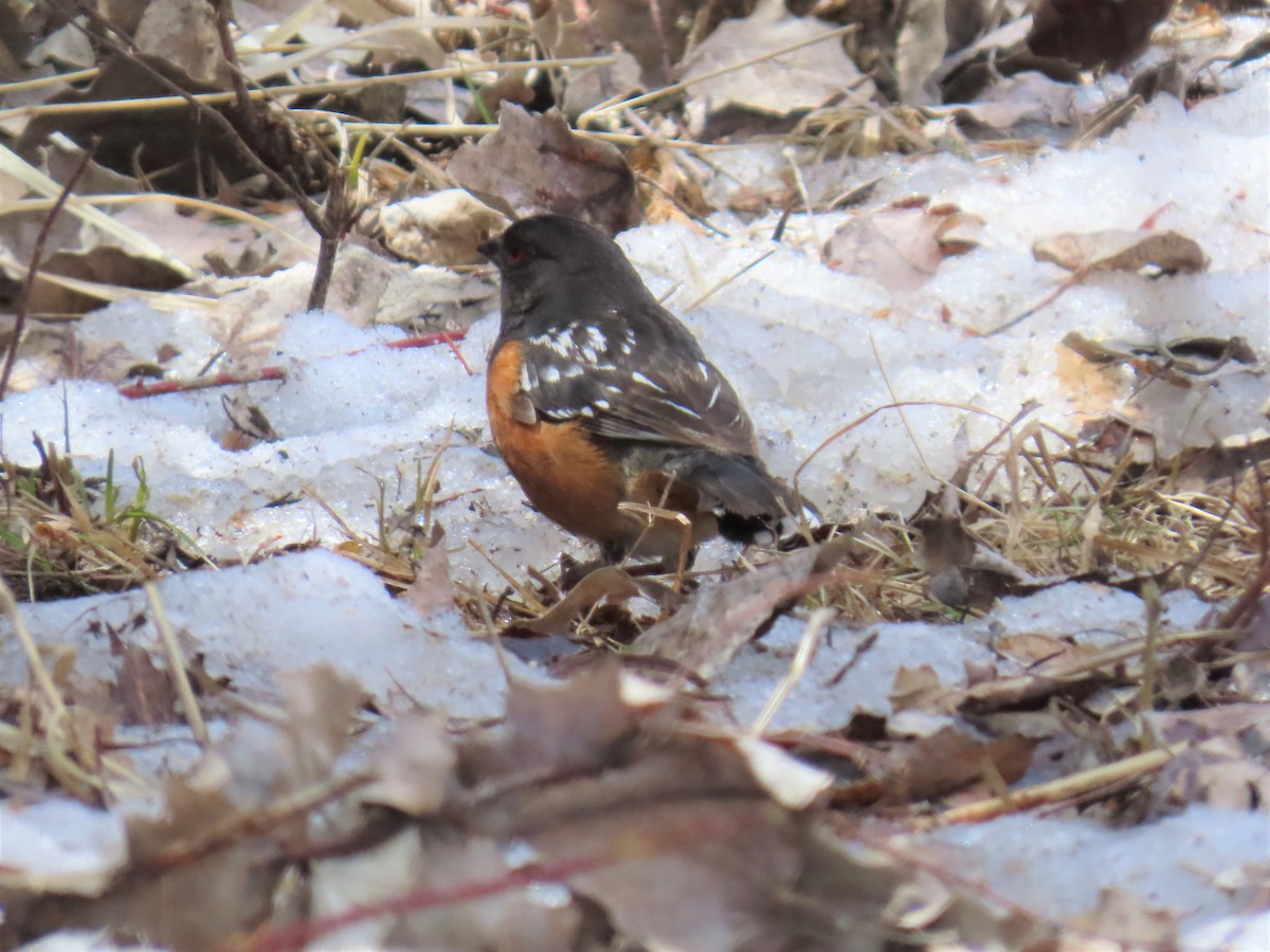 Spotted Towhee - ML560562831