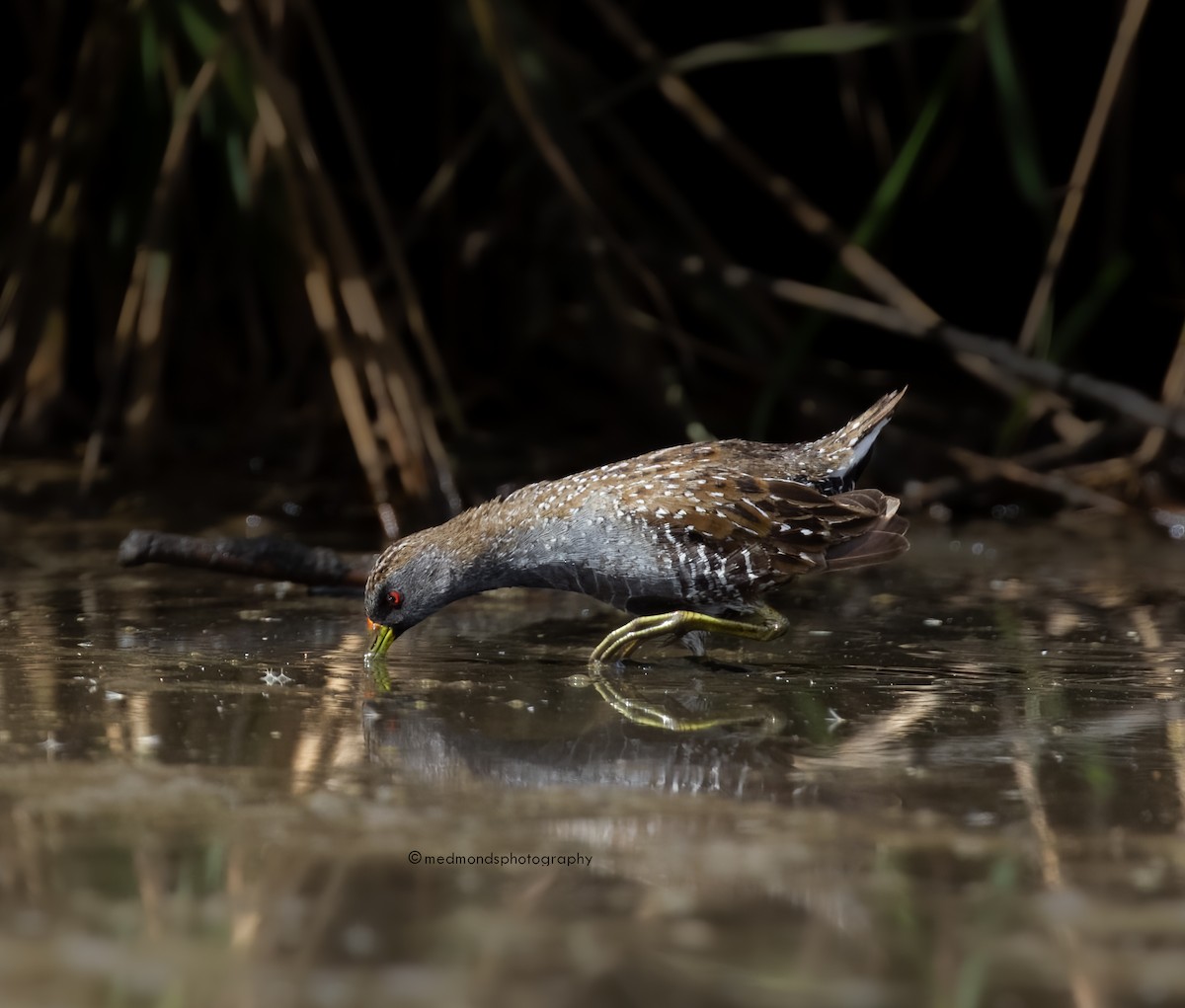 Australian Crake - ML560563371