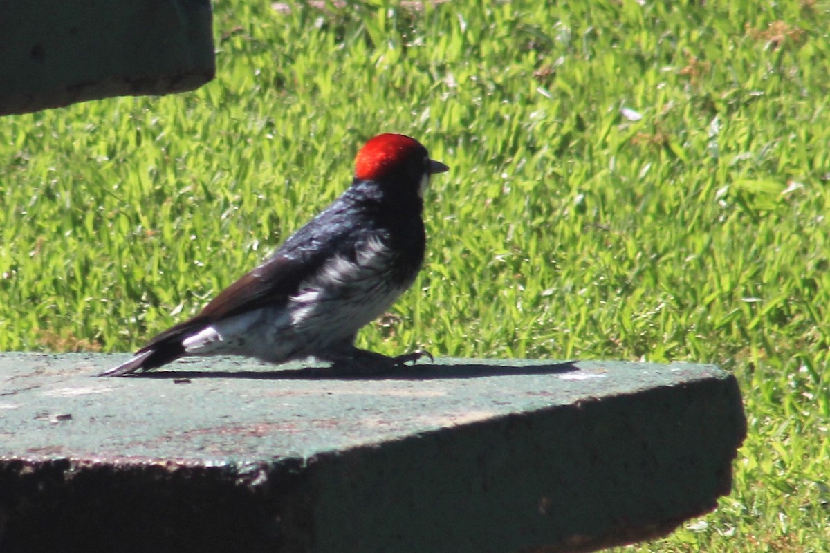 Acorn Woodpecker - ML560563721