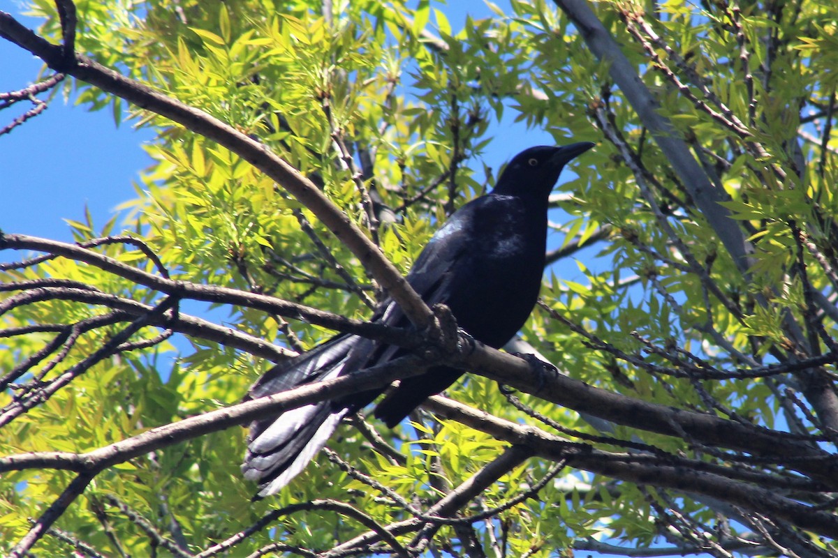 Great-tailed Grackle - ML560563781