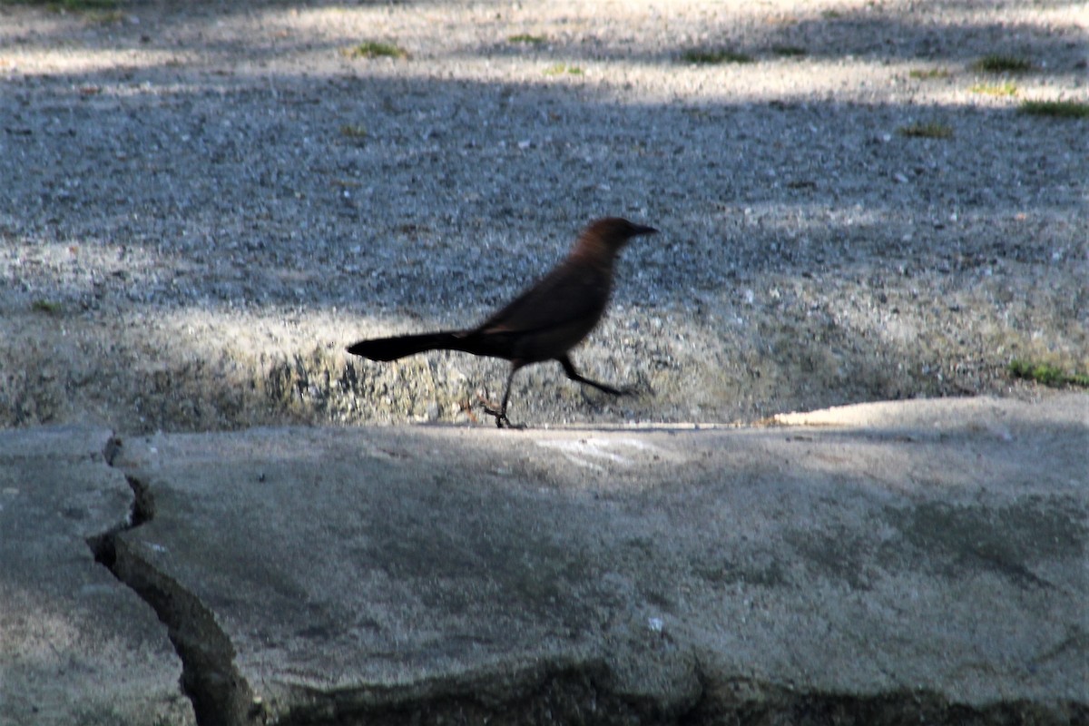 Great-tailed Grackle - ML560563791