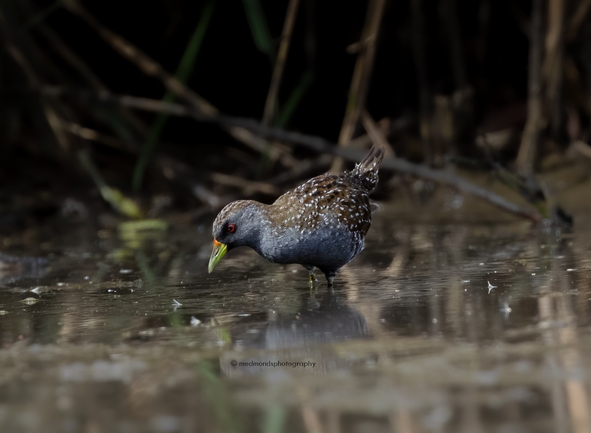 Australian Crake - ML560563961