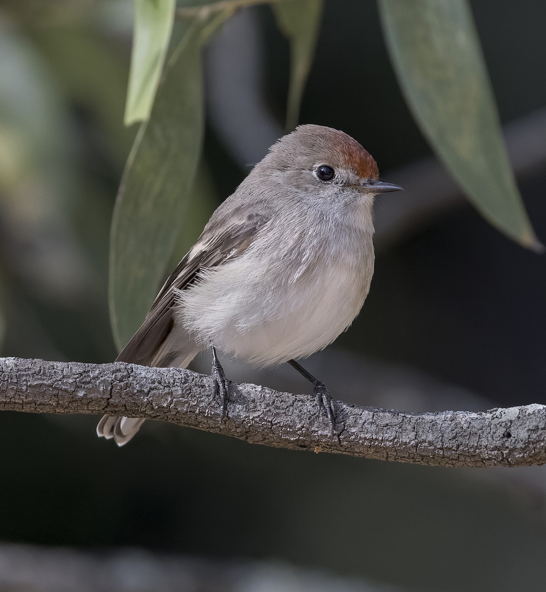 Red-capped Robin - ML560564221