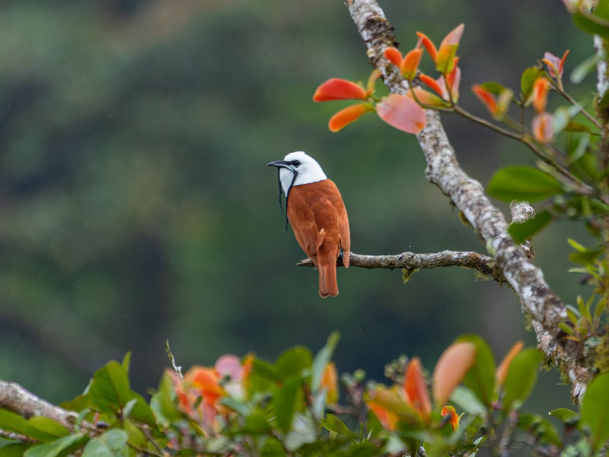 Three-wattled Bellbird - ML560564471