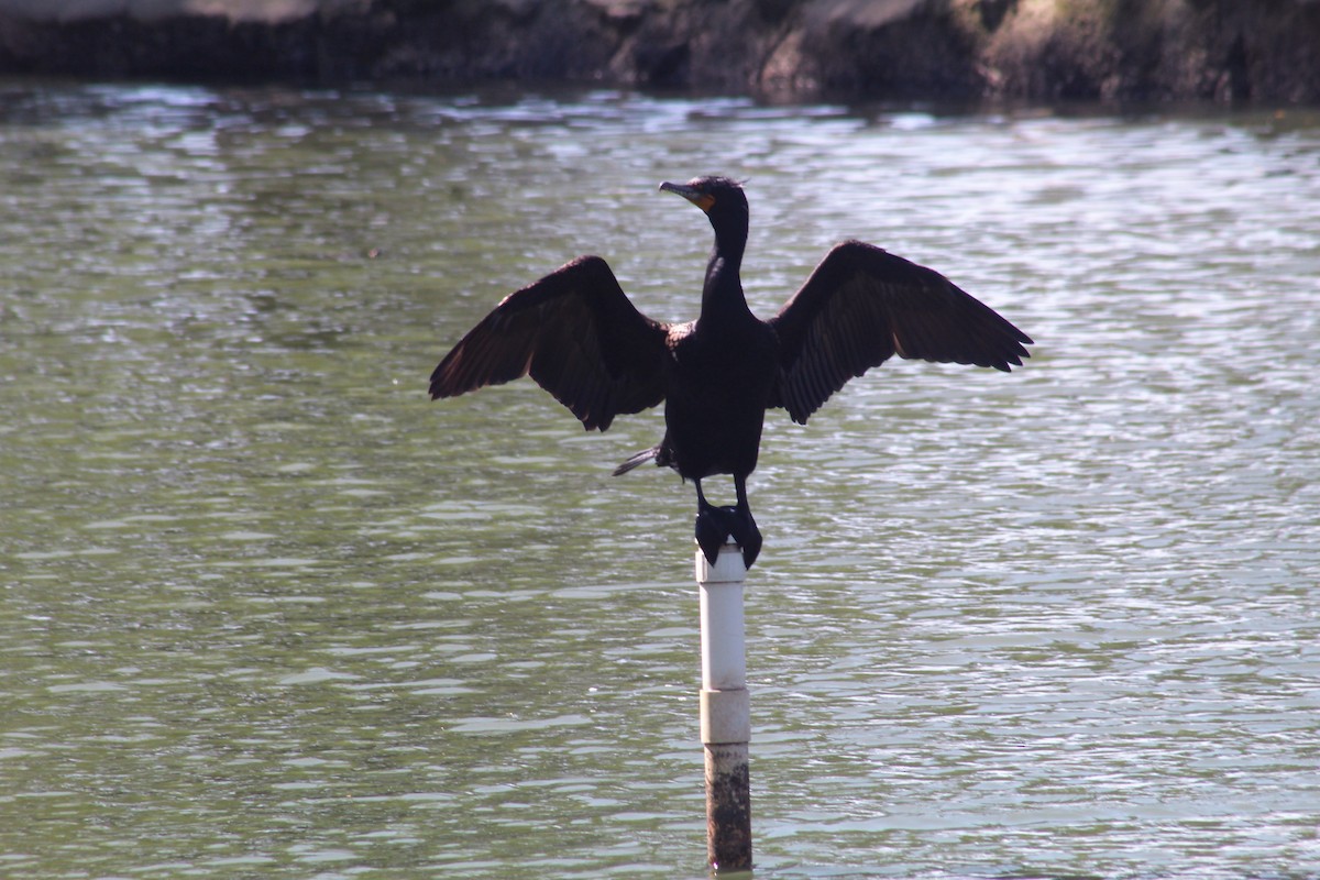 Cormoran à aigrettes - ML560565351