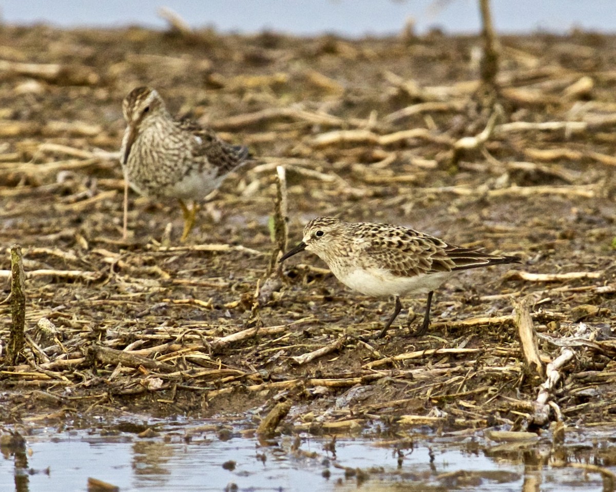 Bairdstrandläufer - ML560566191