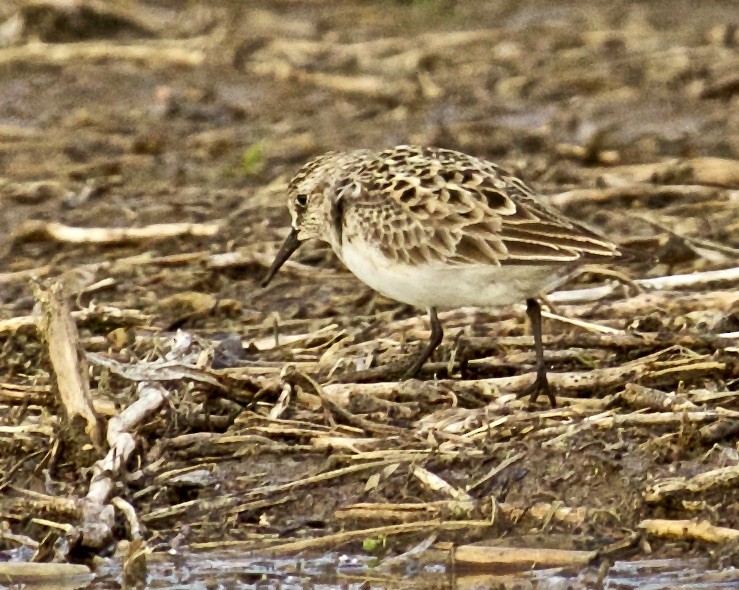 Baird's Sandpiper - ML560566211