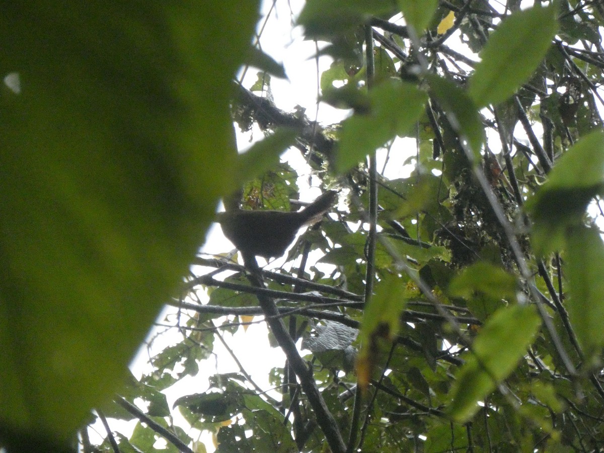 Trilling Tapaculo - ML560566601