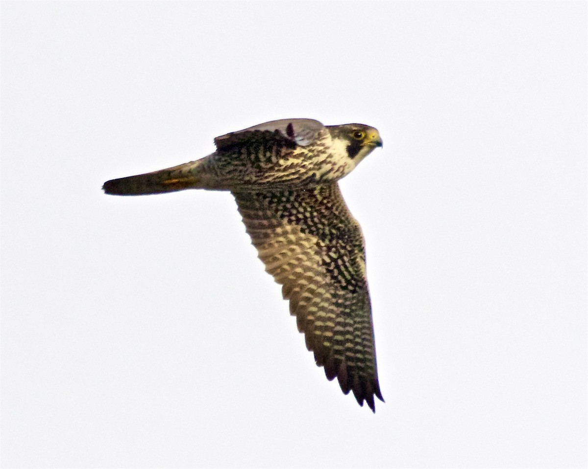 Peregrine Falcon - Jack & Holly Bartholmai